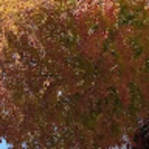 Meet your Posher, Shelli